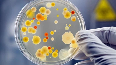 Panduan Protokol Kombinasi MPN-PCR untuk Deteksi dan Kuantifikasi Bakteri Patogen Pada Sayuran Hijau featured image